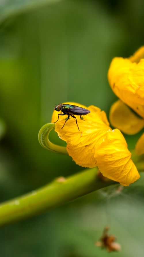 Free A detailed macro shot of a green fly perched on a vibrant yellow flower petal in a garden setting. Stock Photo