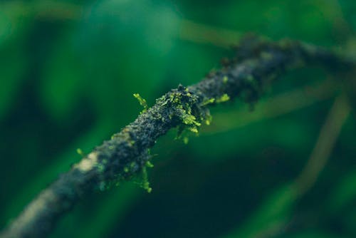 Fotos de stock gratuitas de gelgas, naturaleza, verde