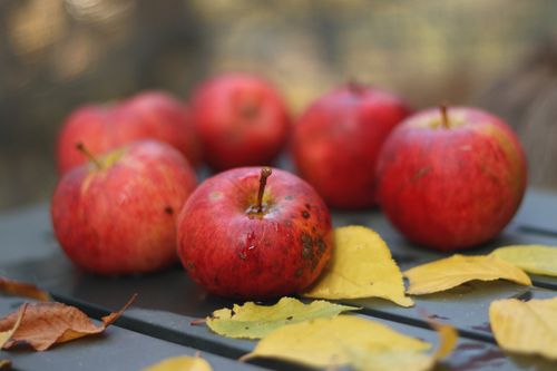 Free Close-up of red apples with yellow leaves, symbolizing fall harvest. Stock Photo