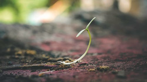 发芽浅焦点