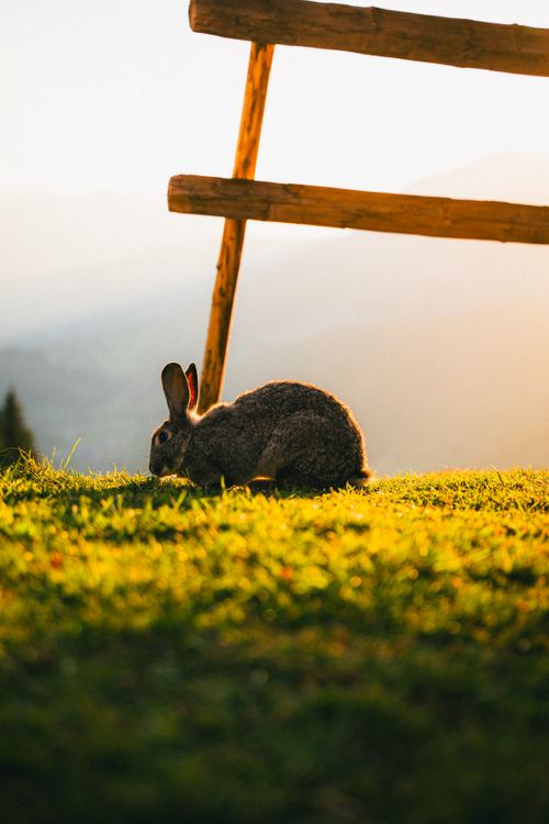 Free A serene rabbit grazing on a sunny hillside with a wooden fence backdrop. Stock Photo