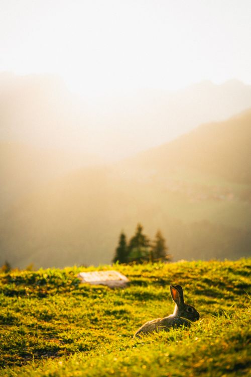 Free A rabbit sits in a grassy meadow at sunset with mountains in the background. Stock Photo