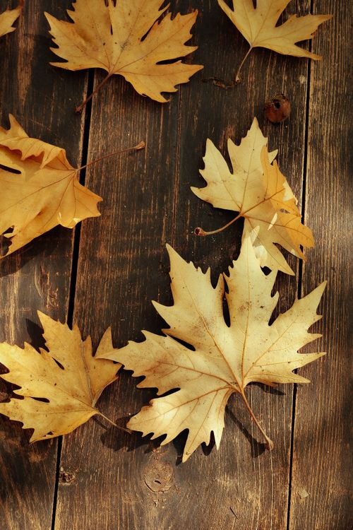 Free Crisp maple leaves scattered on a rustic wooden background evoke a warm autumn feel. Stock Photo