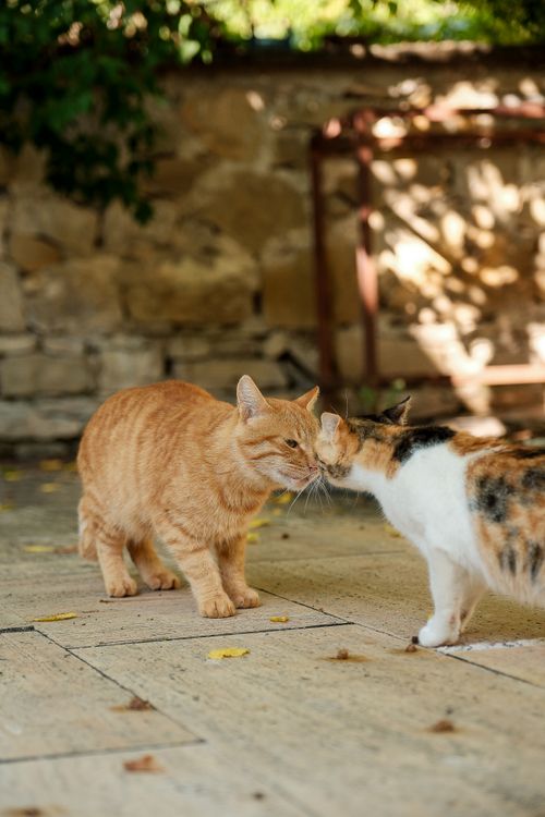 Free Two cats, a ginger and a calico, nuzzling affectionately outdoors on a sunny day. Stock Photo