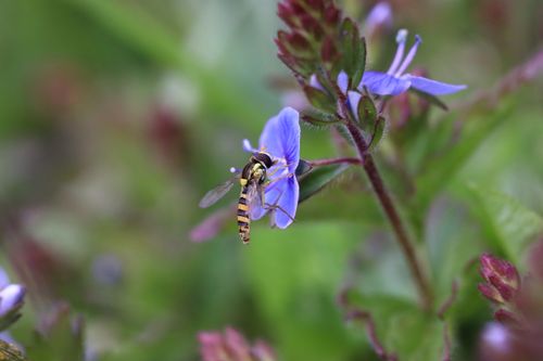 Free Close-up of a hoverfly pollinating a vibrant purple flower amidst lush green foliage. Stock Photo