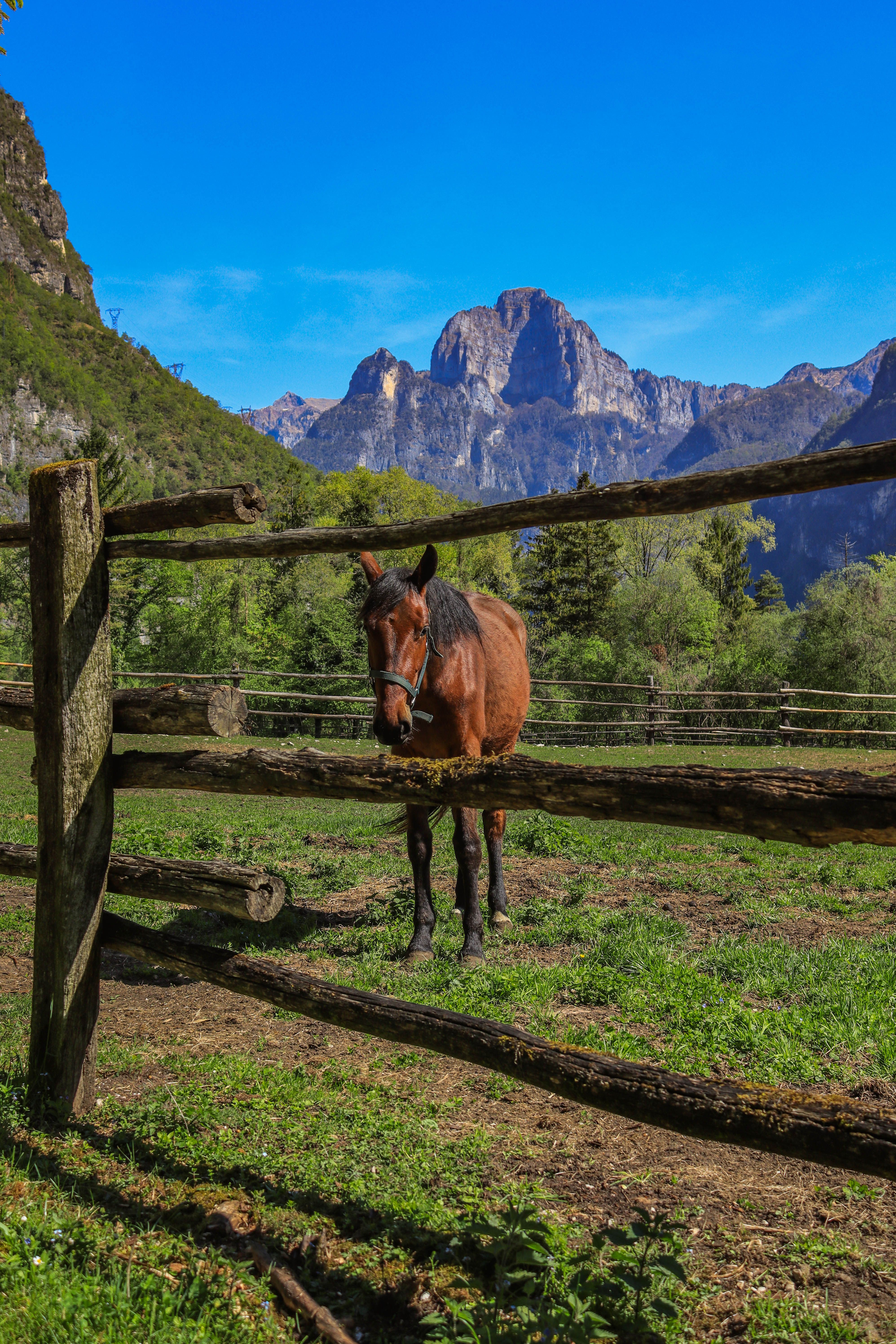 Fotomural Un caballo marrón de pie en un prado con una valla de madera y las montañas de fondo.