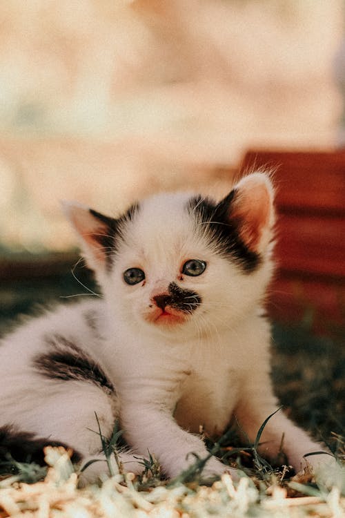 White and Black Kitten on Green Grass