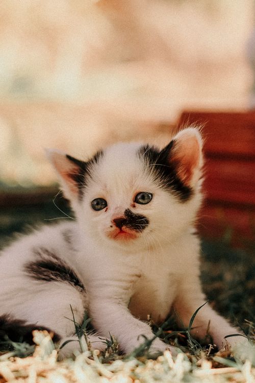 Free Close-up of a cute black and white kitten sitting outdoors on grass, looking curious. Stock Photo