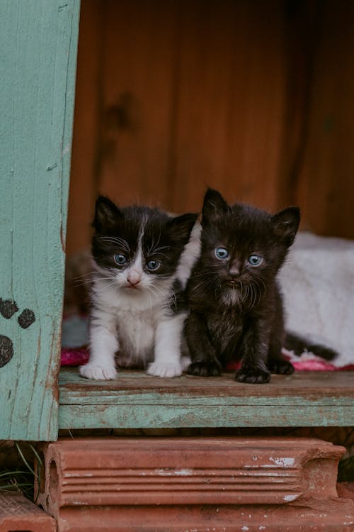 Free Black and White Kitten Inside A Brown Wooden Box Stock Photo