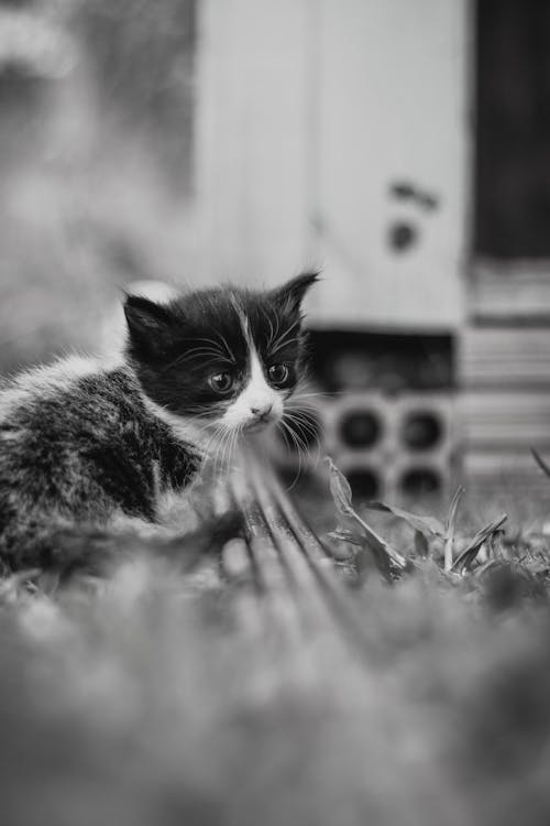 Black and White Cat on Grass