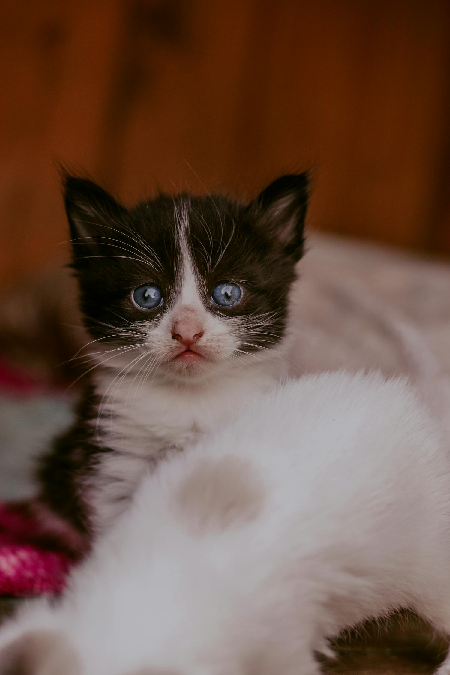 black-and-white-cat-on-white-textile-free-stock-photo