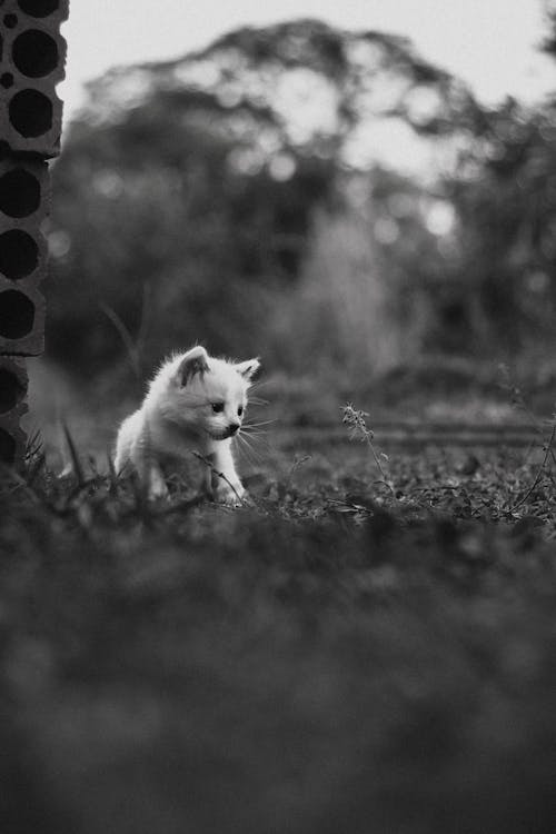 White Kitten on Green Grass
