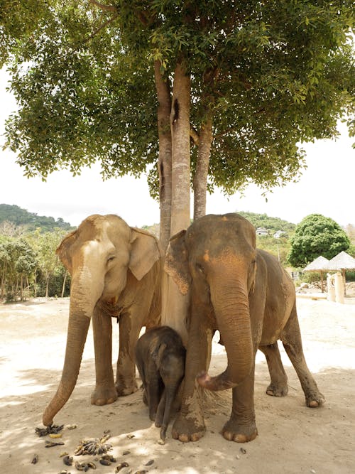 Foto stok gratis batang pohon, bayi, belalai gajah