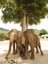 Group of Elephants Leaning on Tree
