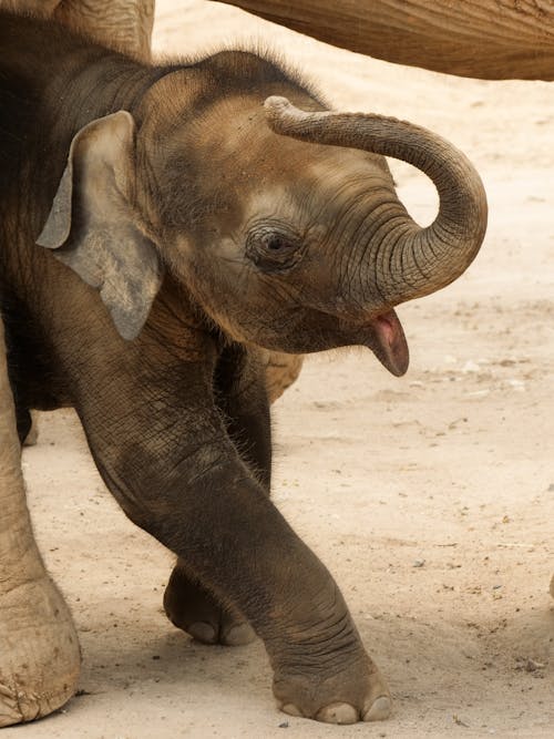 Fotobanka s bezplatnými fotkami na tému ázijský slon, bábätko, chobot slona