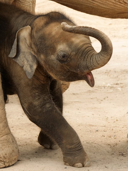 Δωρεάν στοκ φωτογραφιών με koh samui, samui elephant haven, άγρια φύση