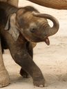 Brown Elephant Walking on Brown Sand