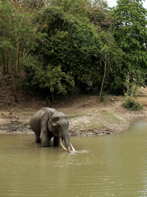 Elephant on a Murky River