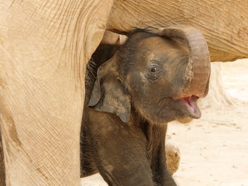 Fotos de stock gratuitas de animal, elefante, elefante asiático