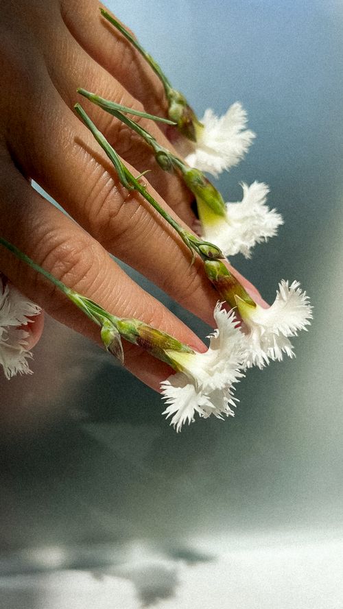 Free A hand adorned with thin white flowers creating a unique floral art piece. Stock Photo