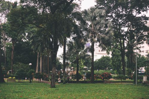 Free A scenic view of a lush green park with tall palm trees and vibrant flower beds. Stock Photo