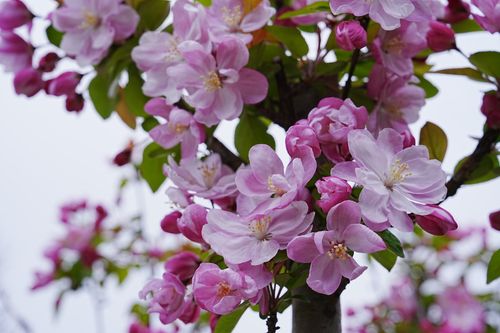 Free Vibrant pink apple blossoms in full bloom on tree branches, capturing the essence of spring. Stock Photo