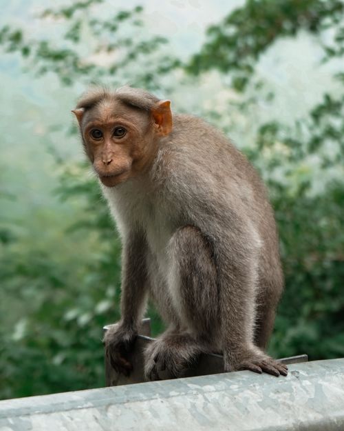 Free A Bonnet Macaque perched on a fence, surrounded by lush greenery in a natural setting. Stock Photo