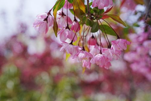 Free Close-up of pink cherry blossoms in full bloom, capturing the essence of spring. Stock Photo
