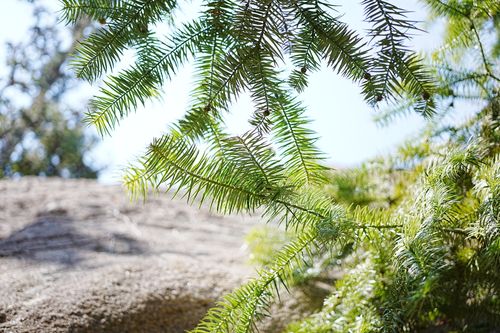 Free A detailed view of vibrant green fir tree branches basking in bright sunlight outdoors. Stock Photo