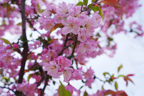 Free Beautiful close-up of vibrant pink cherry blossoms in full bloom during spring. Stock Photo