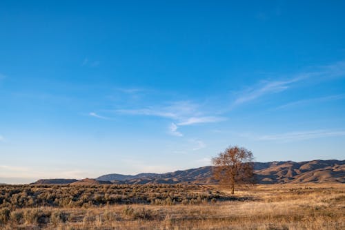 Free Brown Grass Field Near Brown Mountain Under Blue Sky Stock Photo