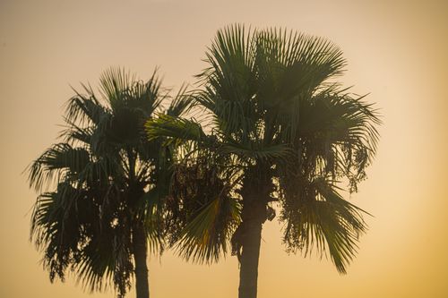 Free Two palm trees silhouetted against a warm, golden sunset sky. Stock Photo
