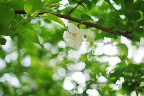 Free White flower blossom on a branch with blurred green bokeh background, capturing the essence of spring. Stock Photo