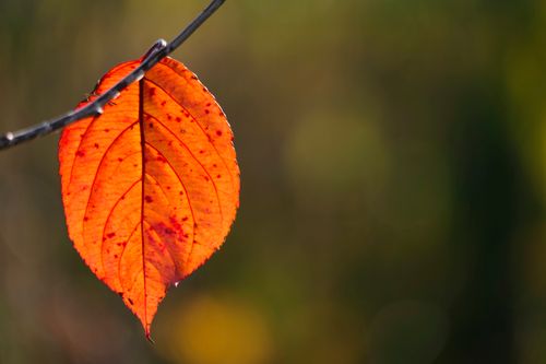 Free Close-up of a vibrant red autumn leaf on a branch against a blurred background. Stock Photo