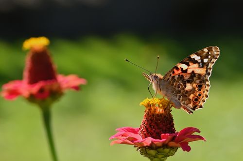 Free Vibrant butterfly perched on a colorful zinnia flower in a garden setting. Stock Photo