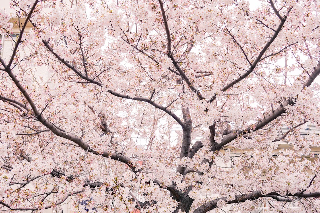 Free Pink Cherry Blossom Tree Stock Photo