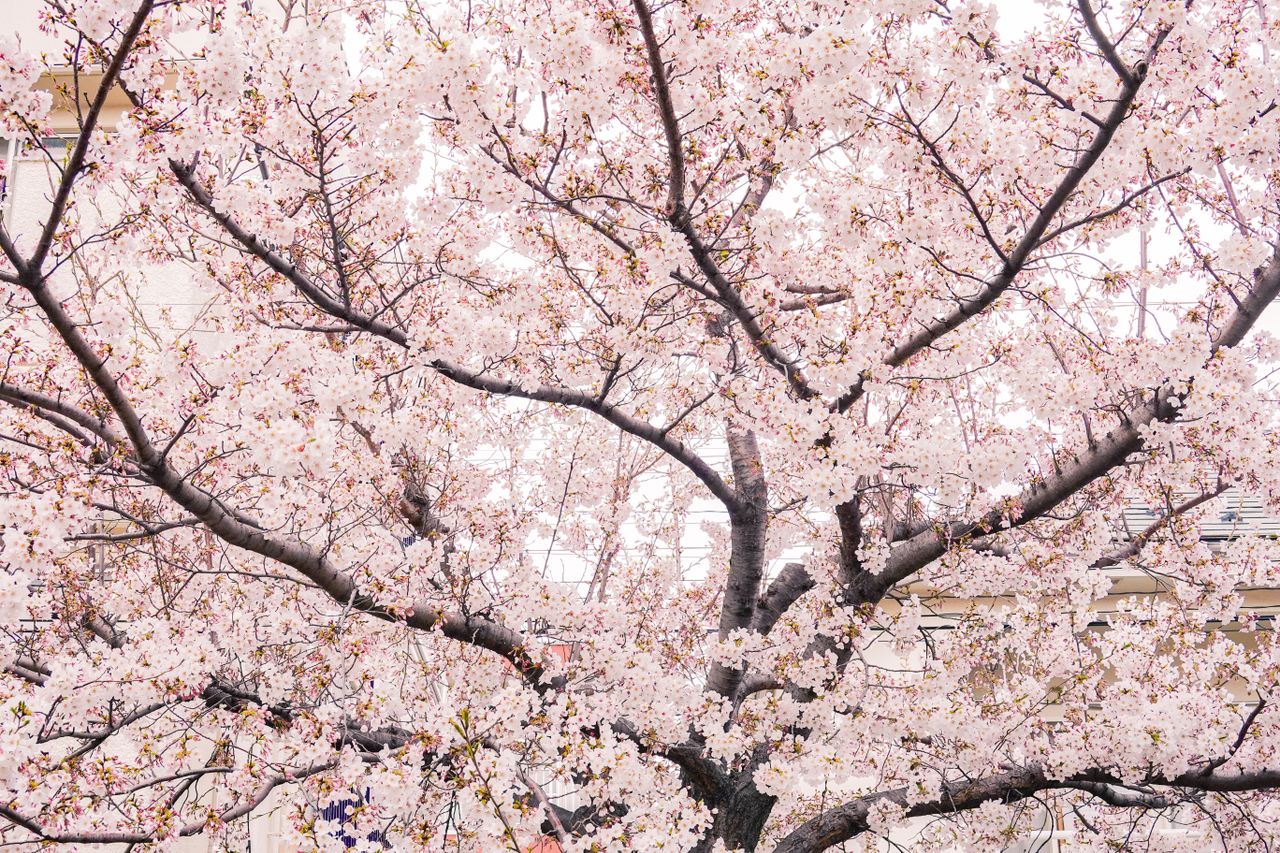 a serene view of cherry blossoms blooming in spring capturing nature s