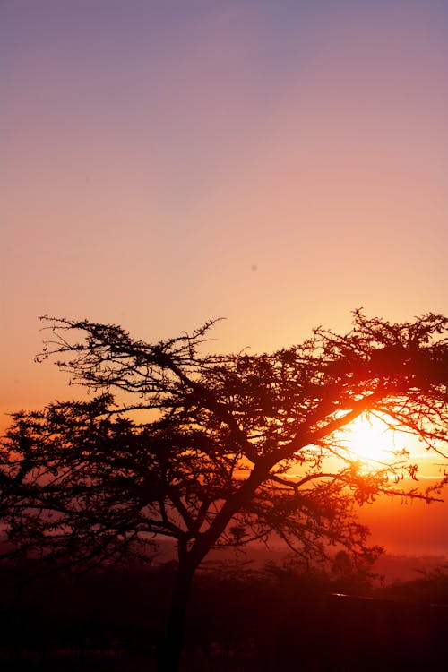 Free stock photo of sunrise behind tree