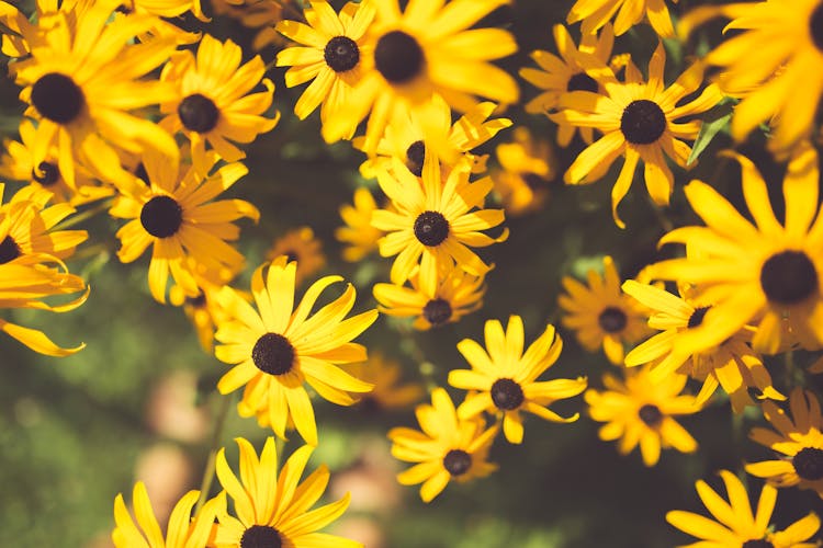 Yellow Flowers In Full Bloom