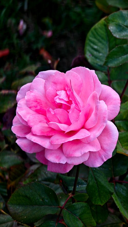 Free Close-up of a blooming pink rose, captured with rich detail and vibrant colors amidst lush green leaves. Stock Photo