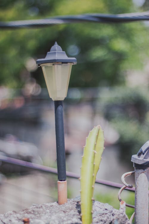 サボテン, サボテンの植物, ランプの無料の写真素材