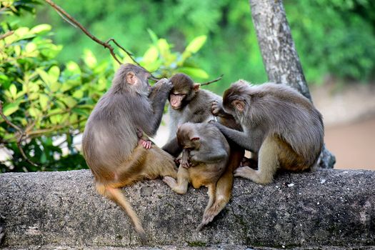 Three Monkeys Sitting on Ground