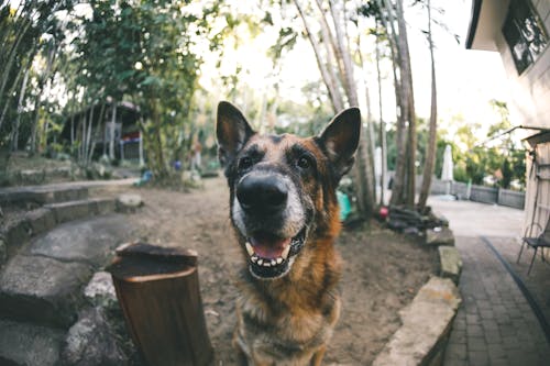 Alman Kurdu, hayvan portresi, köpek içeren Ücretsiz stok fotoğraf