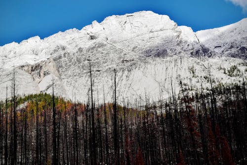 Trees Near Snow Covered Mountain during Daytime