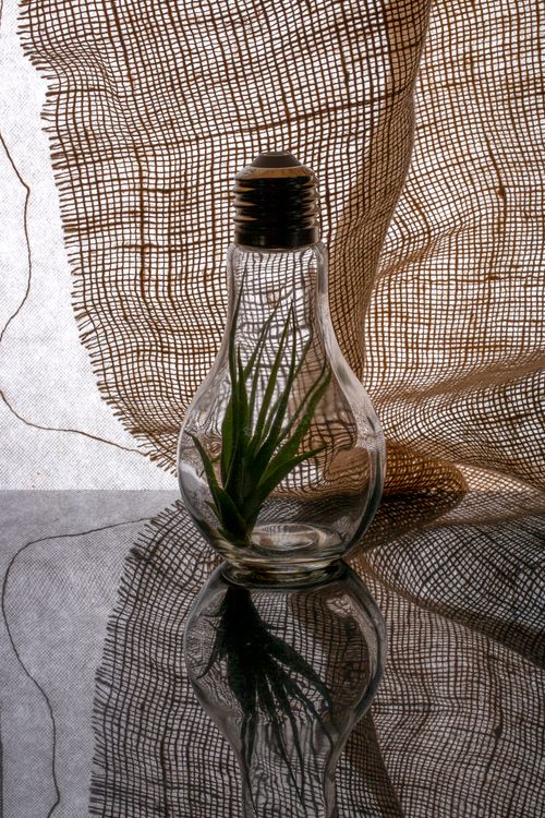 Free Creative still life with a plant inside a lightbulb vase, reflecting on a surface. Stock Photo