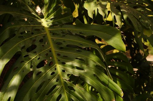 Free Detailed shot of lush green Monstera leaves in natural sunlight, highlighting textures and patterns. Stock Photo