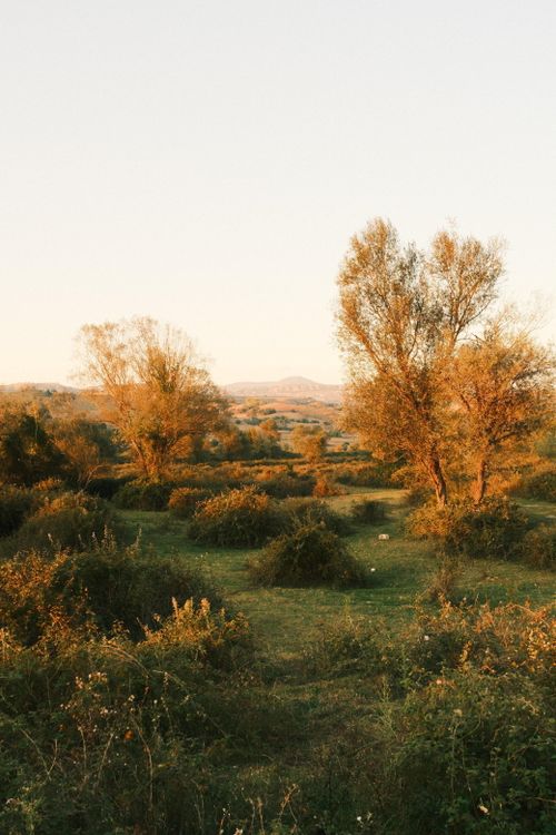 Free Picturesque view of golden autumn trees and fields in Taşova, Türkiye at sunset. Stock Photo