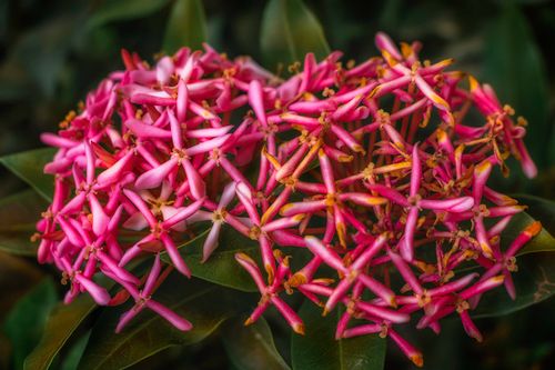 Free Close-up of vibrant pink Ixora flower cluster with lush green leaves. Stock Photo