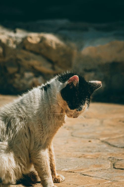Free A serene cat basks in the warm Greek sunlight, capturing the essence of tranquil outdoor life. Stock Photo