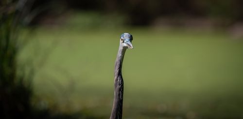 Free Close-up of a Great Blue Heron standing against a blurred green background in nature. Stock Photo